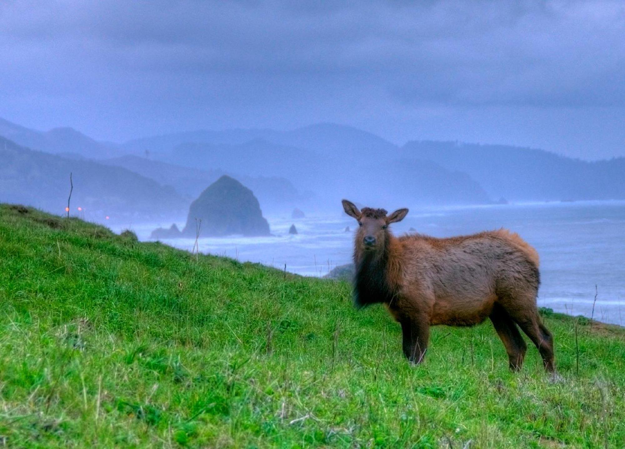 Ecola Creek Lodge Cannon Beach Exterior foto
